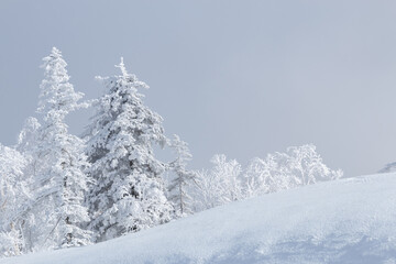 Obraz premium Snow covered trees in white winter mountain landscape