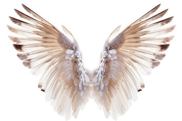 Obraz premium White Wings Spread Out Gracefully on Black Background, Representing Freedom and Purity