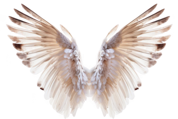 White Wings Spread Out Gracefully on Black Background, Representing Freedom and Purity