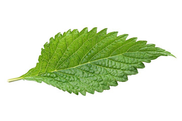 Fototapeta premium Green Leaf Shows Veins and Texture on Black Background, Plant Biology Theme.