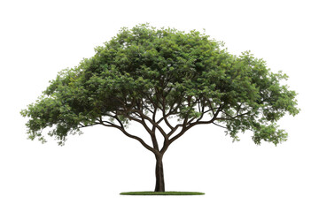 Obraz premium Lush Green Tree Stands Tall with Tranquil Nature Landscape Green Lush.