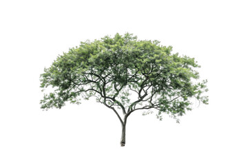 Obraz premium Green Tree Stands Tall Against Black Background, Growth and Tranquility.