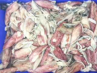 Fresh Squids in Tray