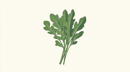 Fototapeta premium Arugula Bunch, Green Leafy Vegetable, Fresh Herbs, Culinary Illustration, Botanical Drawing, Isolated White Background