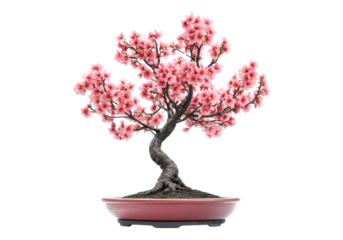 Bonsai cherry blossom .Transparent background .Isolated PNG