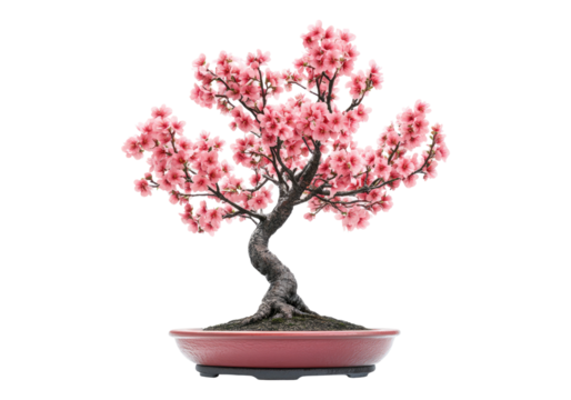 Bonsai cherry blossom .Transparent background .Isolated PNG