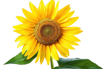 Fototapeta premium Sunflower Blooms Brightly Against Black Background, Nature's Golden Beauty