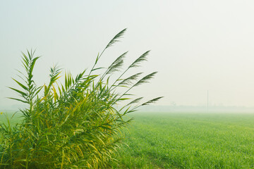 Nice Giant reed Arundo donax - green leaves and flowers against blue sky on sunny autumn day. Montenegro,giant reed or bamboo plants in a village near forest, arundo image Hazro