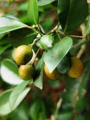 Calamansi on tree