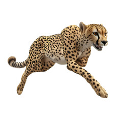 leopard in front of a white background