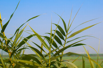 Nice Giant reed Arundo donax - green leaves and flowers against blue sky on sunny autumn day. Montenegro,giant reed or bamboo plants in a village near forest, arundo image Hazro