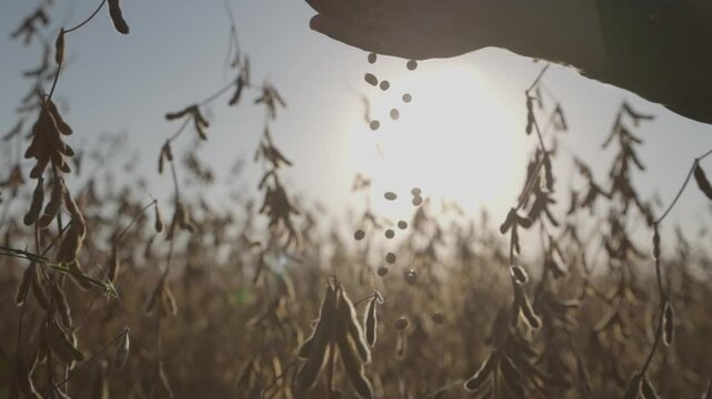 Close up. Low Sun. Soybeans fall from a man's hand. Silhouette on the background of the sunset. In the background, out of focus, is a field sown with soybeans