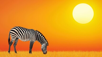 A zebra is grazing in a field of tall grass