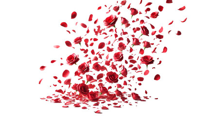 Red rose petals and buds falling down