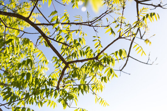 Sunlight shining through tree leaves and branches with blue sky