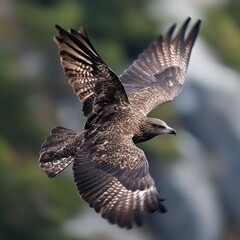 Great skua: Stercorarius skua