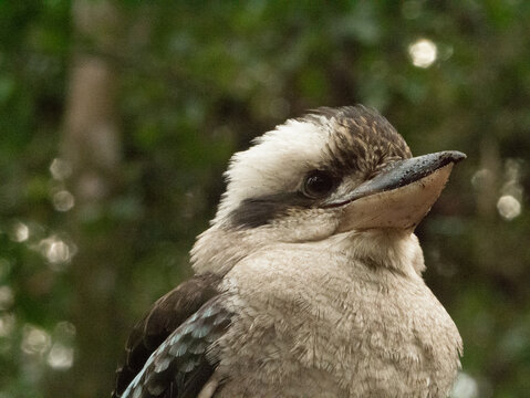 Close-up of kookaburra against blurred green bokeh background