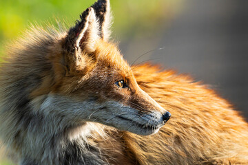キツネが振り返る目線が鋭い、立ち止まり振り返ると顔に遮光の日差しが当たり茶色い毛並みと瞳が綺麗に輝く姿、振り向いてる上半身の姿で横顔がほぼ中央で横構図です。