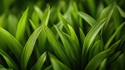 Obraz premium A close-up shot of green grass tufts, emphasizing the vibrant texture and natural color of the blades, symbolizing growth and nature.