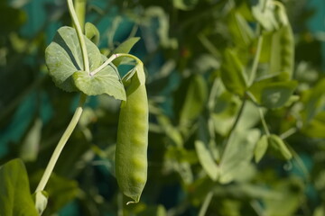 Growing peas. Close-up. Peas growing in open ground in sunlight. 