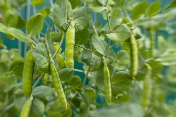 Growing peas.  Pea pods growing on a bush.