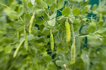 Growing peas.  Pea pods growing on a bush. The background is beautifully blurred.