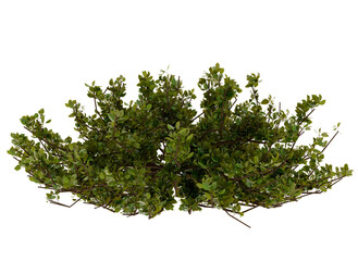 Green Bush, Shrub, Foliage, Plant, Nature