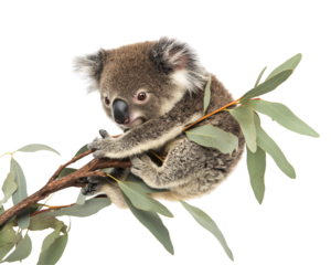 a koala bear on a branch