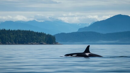 Fototapeta premium Orca swimming in calm ocean water near mountains