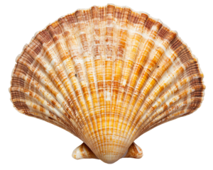 a close up of a shell