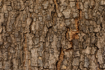 bark of a tree close up