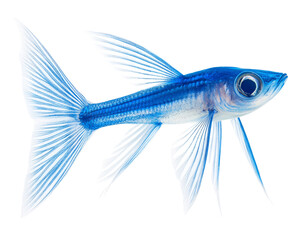 Obraz premium Blue Flying Fish with Detailed Fins