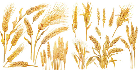 wheat watercolor clipart