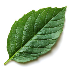Single vibrant green leaf isolated on white.