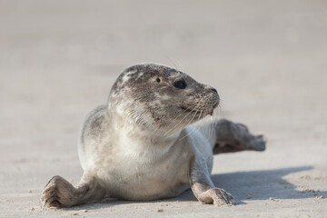 Young seal on the Danish North Sea coast. L&oslash;kken Beach at Sunset in Denmark.