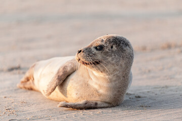 Young seal on the Danish North Sea coast. Løkken Beach at Sunset in Denmark.