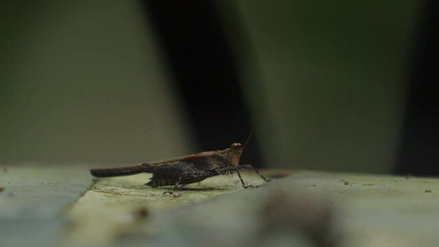 Macro closeup view of a asian groundhopper locus insect standing on and moving on the surface of a stone table.