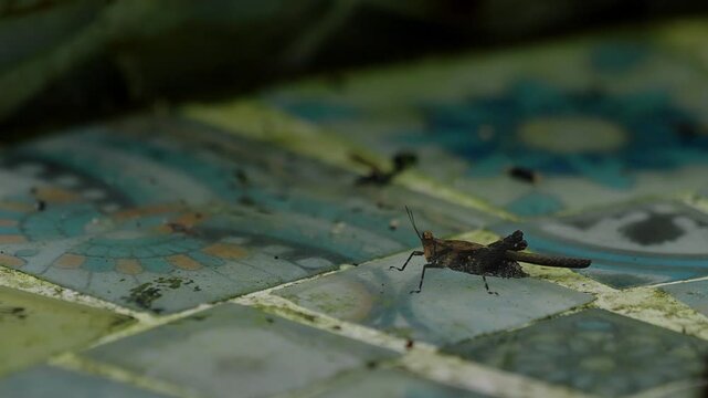 Close up view of a large asian groundhopper locus insect crawling on the surface of a garden table.