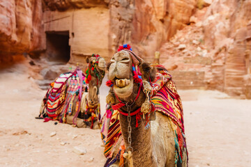 Decorated Camels in a Desert Canyon Setting