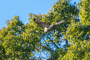 common buzzard in flight