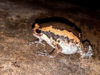a frog on a rock in a dark place