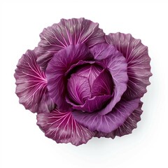 Obraz premium Purple Cabbage, Isolated white background, flat lay