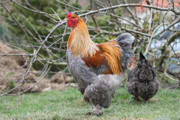 portrait d'un superbe coq race géante aux superbes couleur