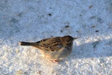 This little and cute sparrow is on the ground in winter day.