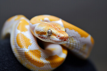 Fototapeta premium Close Up View of a Yellow Python (Python Reticulatus). Generative AI