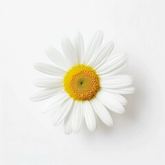 Fototapeta premium White Daisy, Isolated white background, flat lay