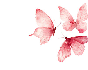 Isolated Pink Watercolor Butterflies
