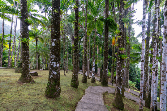 Martinique, Jardin de Balata - 1 February 2024 - A wonderful palm forest