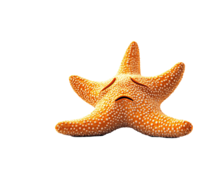 Isolated Sad Starfish
