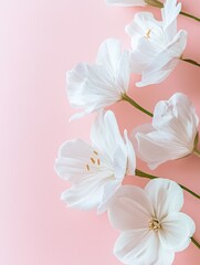 Fototapeta premium White Flowers on Pink Background